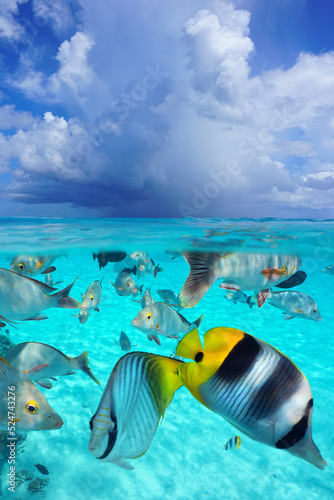 Shoal of tropical fish underwater and sky with cloud, seascape from sea surface, split level view over and under water, Pacific ocean