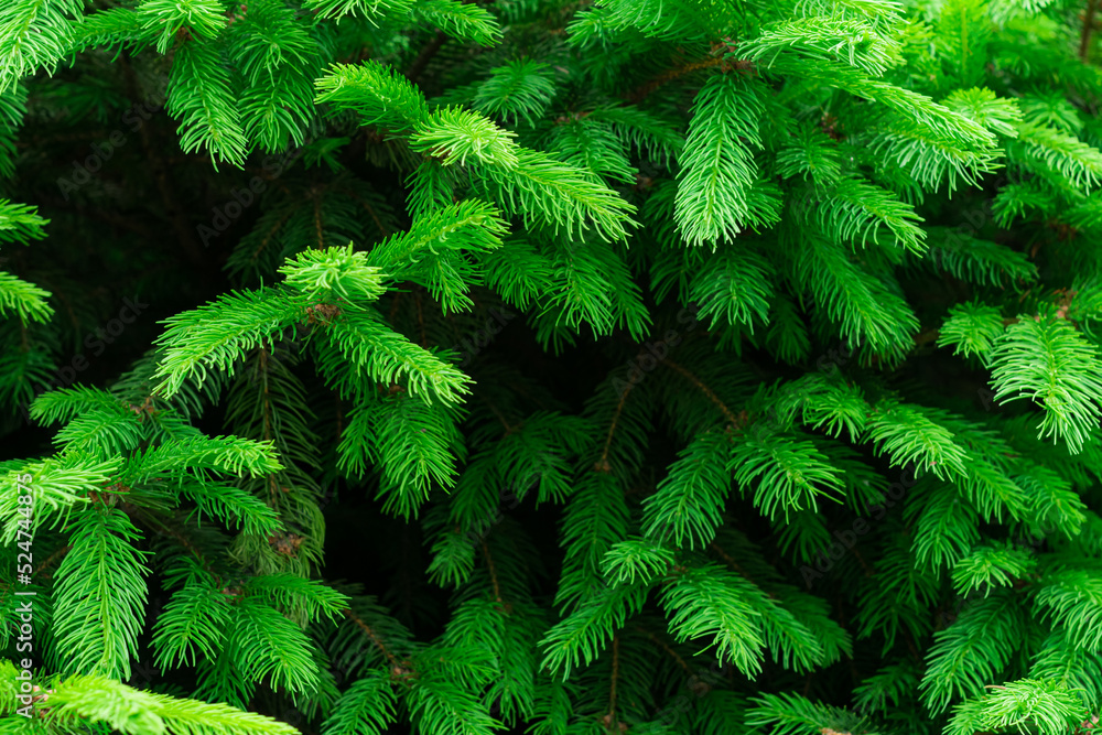 Close-up photo of many coniferous branches in rich green with dark areas of shadow in the center. Some of the branches are slightly out of focus for use as a background. Close-up photo of many coniferous branches in rich green with dark areas of shadow in the center. Some of the branches are slightly out of focus for use as a background.