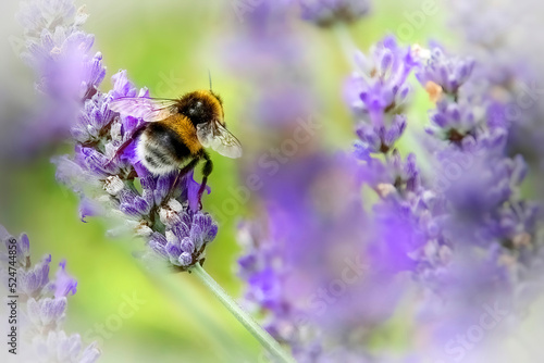 Bumble bee on lavender © megselv