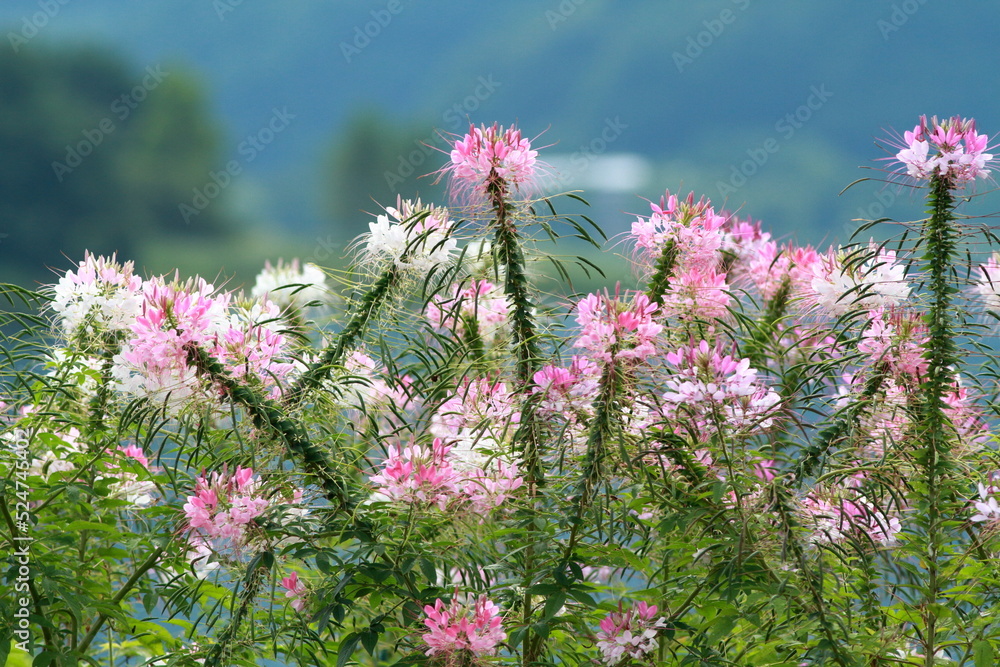 Obraz premium Spider flower