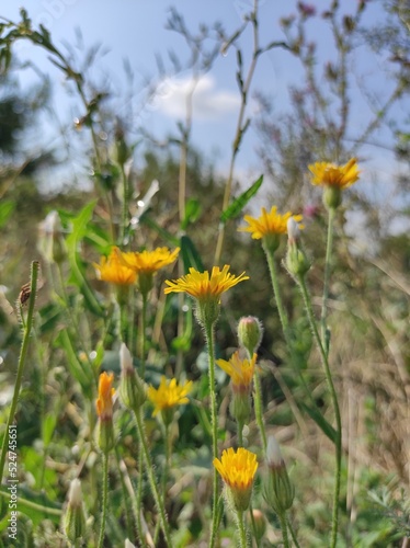 yellow flowers in the field