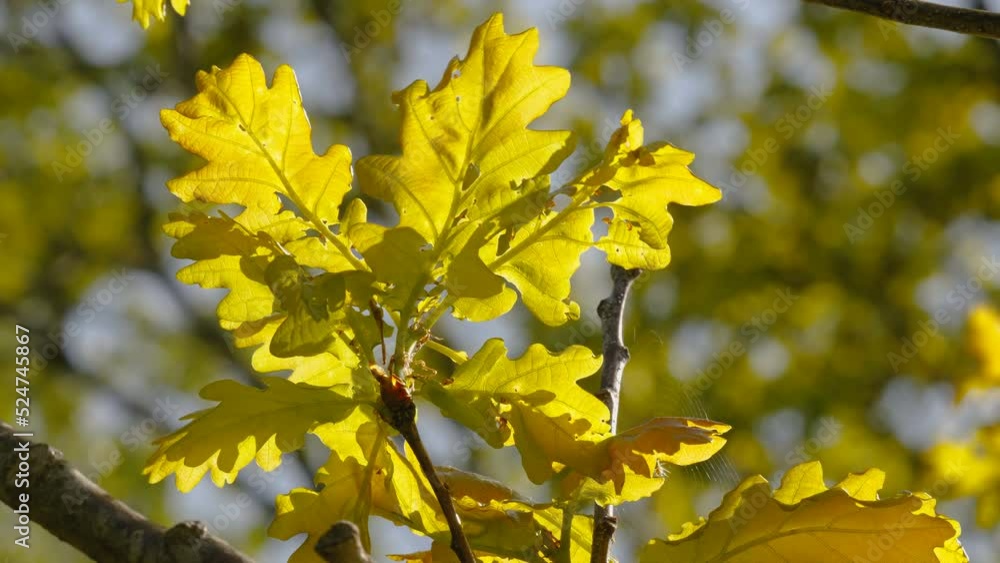 The golden color of the oak tree leaves on the twigs on a sunny day in Estonia The golden color of the oak tree leaves on the twigs on a sunny day in Estonia
