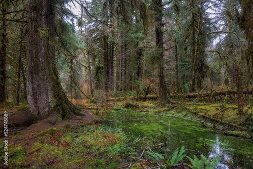 Hoh Rainforest  Olympic National Park  Washington  United States of America
