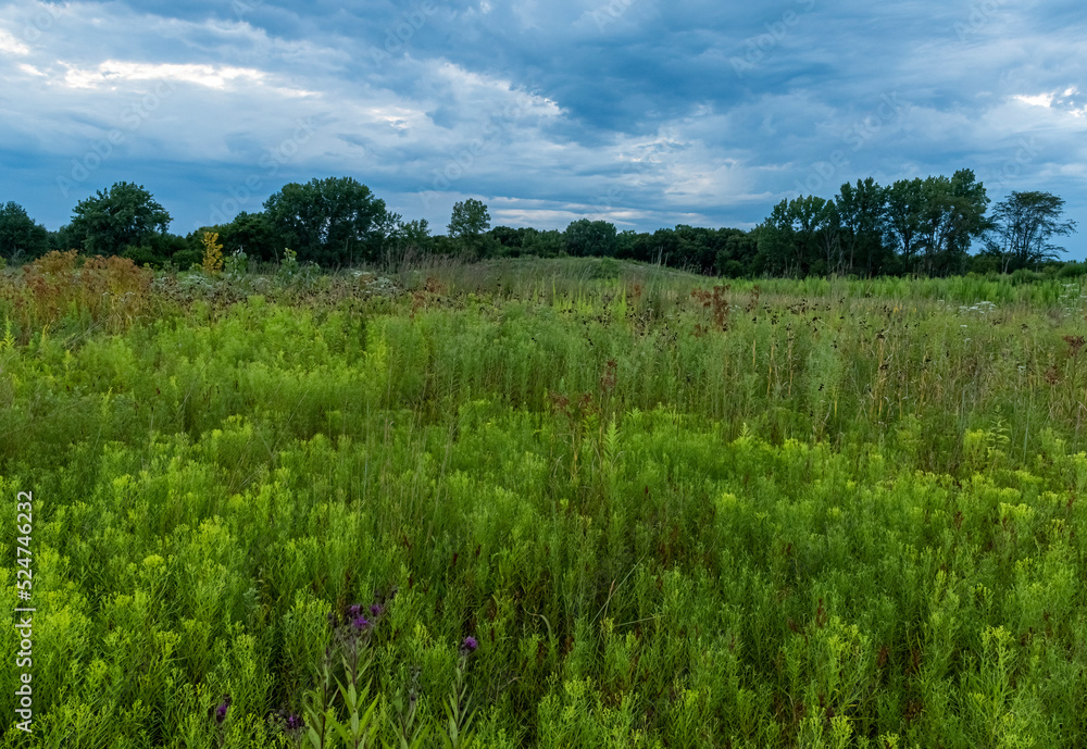 Fototapeta premium 681-74 Goldenrod Before the Bloom
