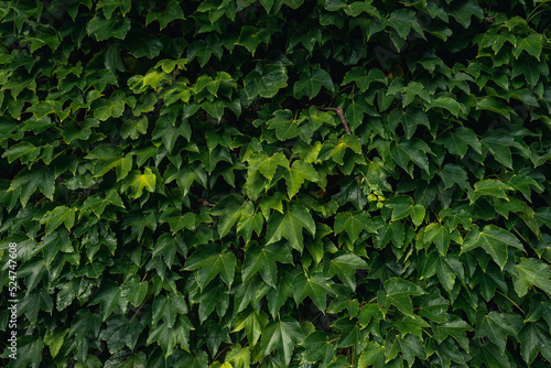 Wall covered with leaf texture high quality