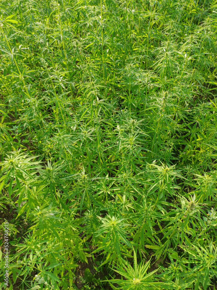 Agricultural field of hemp or cannabis. Growing annual herbaceous flowering plant for industrial needs. Agricultural field of hemp or cannabis. Growing annual herbaceous flowering plant for industrial needs.