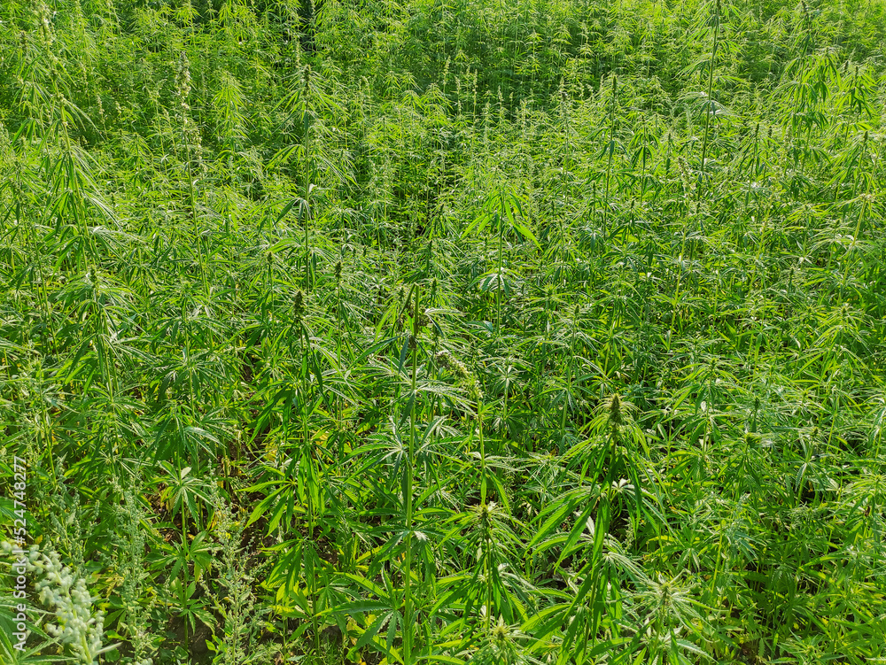 Agricultural field of hemp or cannabis. Growing annual herbaceous flowering plant for industrial needs. Agricultural field of hemp or cannabis. Growing annual herbaceous flowering plant for industrial needs.