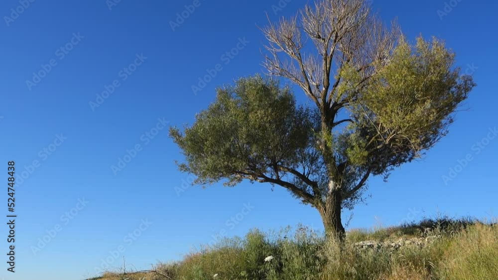 willow tree in continental climate, blue sky and willow tree,