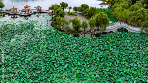 Landscape of Nanhu Park in Changchun  China with lotus flowers in full bloom