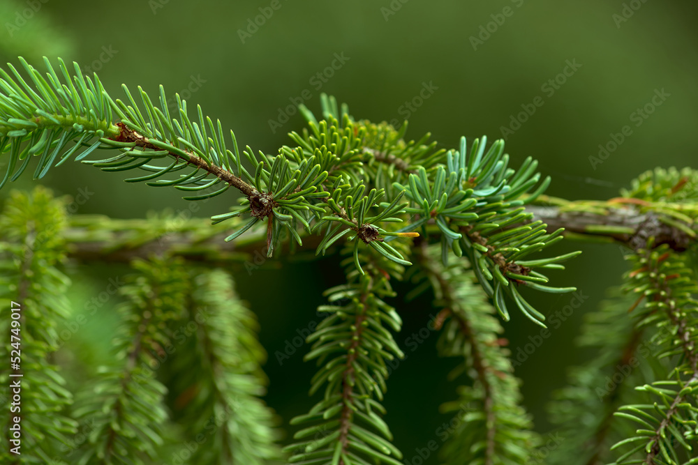 A conifer twig with green spikes. Natural green background. A conifer twig with green spikes. Natural green background.
