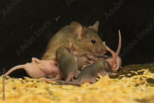 A mother mouse is breastfeeding her babies. This rodent mammal has the scientific name Mus musculus.