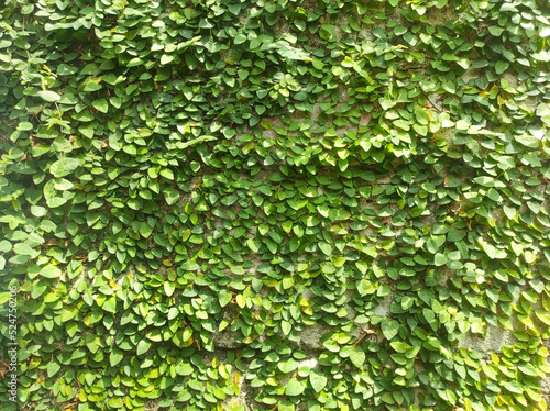 Fototapeta Naklejka Na Ścianę i Meble -  green background