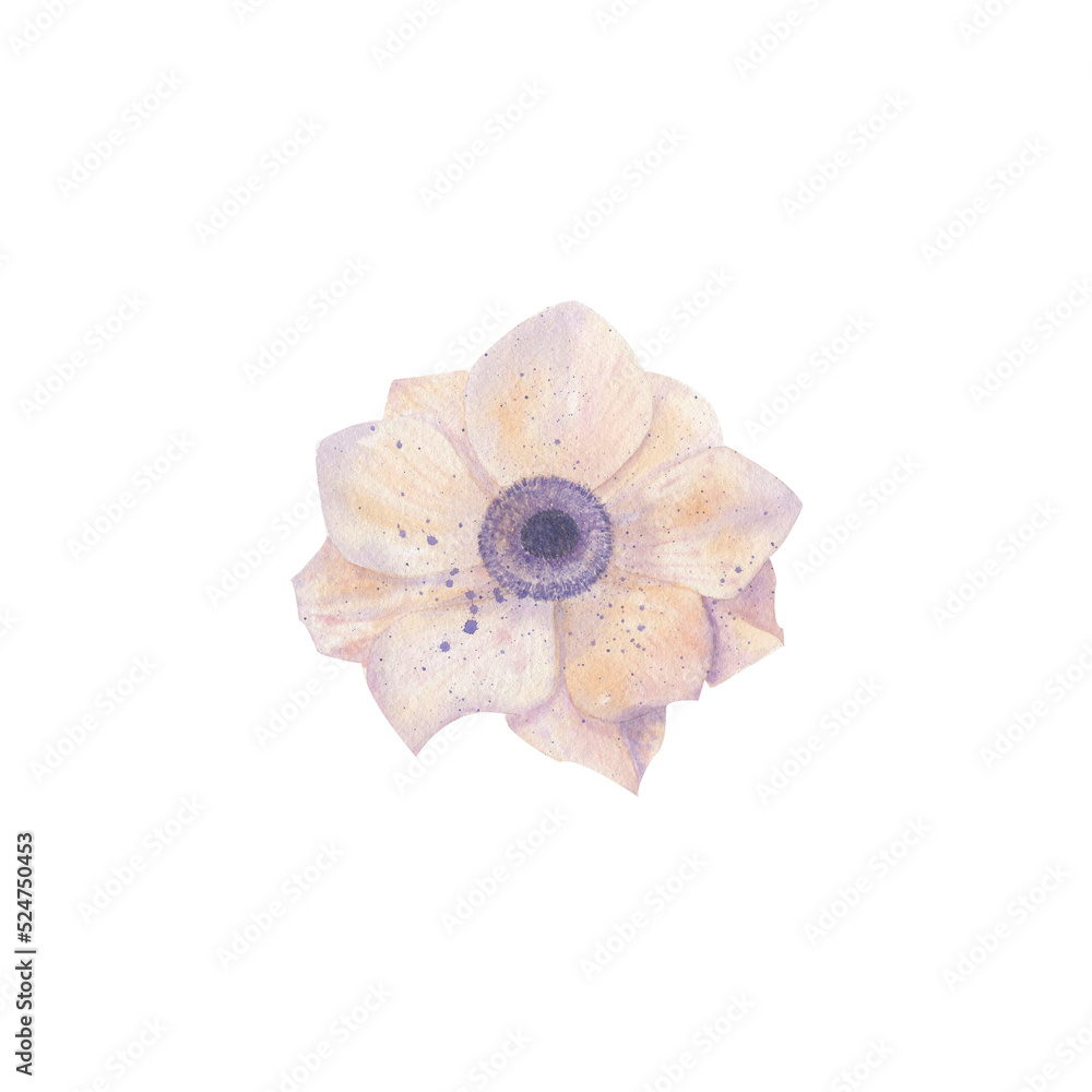 Cream anemone flower on white background. Delicate watercolor illustration isolated on white background