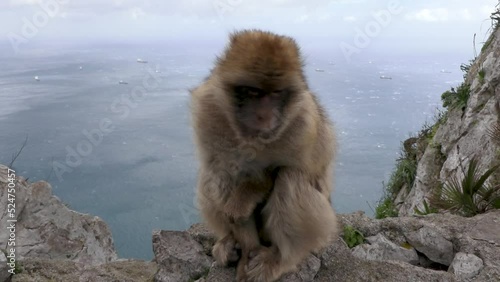 monkey on the rock of Gibraltar