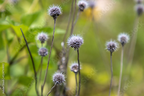 Plant seed pods