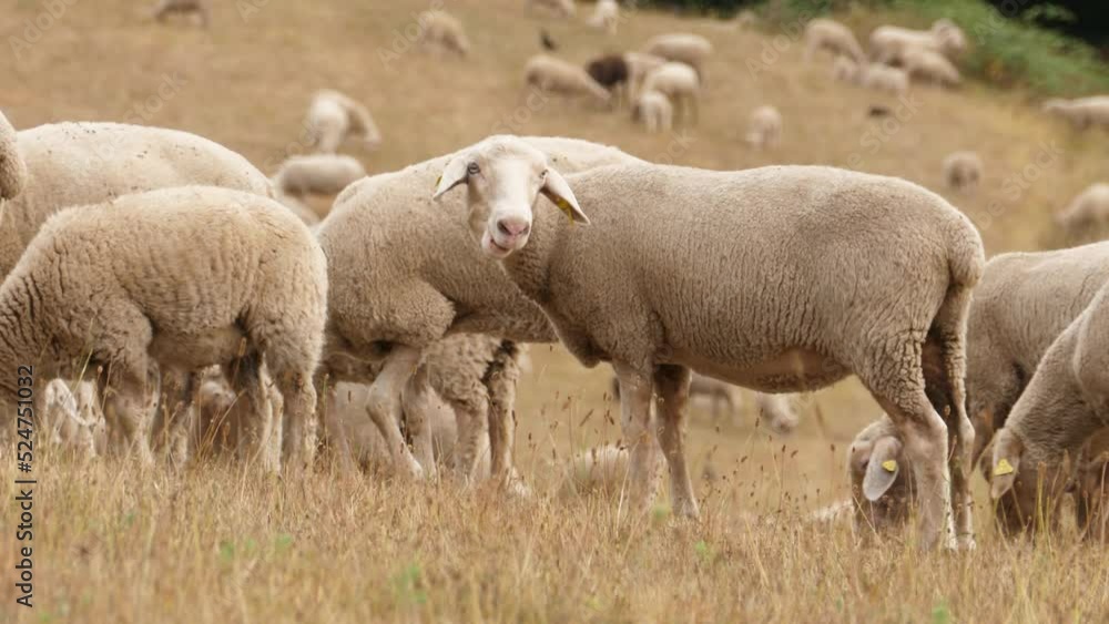 Flock of sheep on pasture browsing grass Flock of sheep on pasture browsing grass