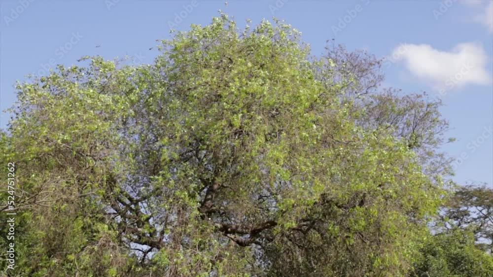TROPICAL TREE WITH A GENTLE WIND BETWEEN THE TRANCHES AND BLUE SKY BACKGROUND. PANORAMIC VIDEO IN SELECTIVE FOCUS TROPICAL TREE WITH A GENTLE WIND BETWEEN THE TRANCHES AND BLUE SKY BACKGROUND. PANORAMIC VIDEO IN SELECTIVE FOCUS