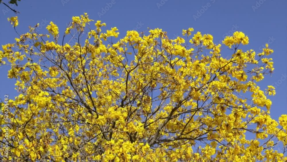 Yellow Ipê tree and flowers (Handroanthus albus) with many flowers in panoramic video and blue sky background, in selective focus. Yellow Ipê tree and flowers (Handroanthus albus) with many flowers in panoramic video and blue sky background, in selective focus.