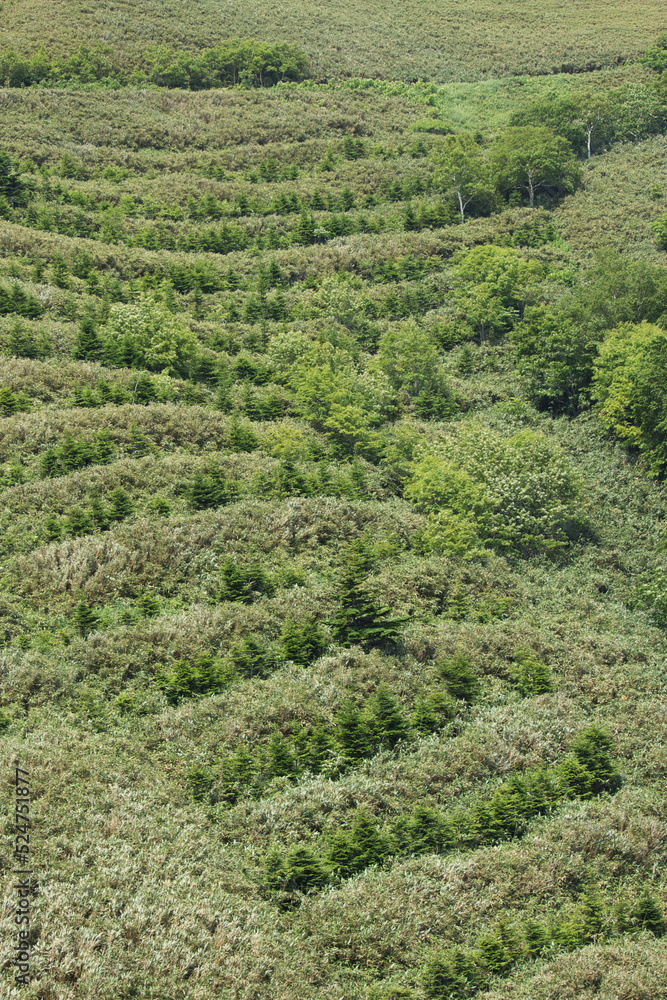 Lines of newly planted pine trees on hillside
