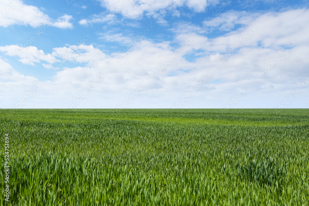 Beautiful view of agricultural field with ripening cereal crop