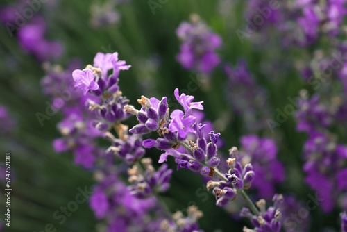 Beautiful lavender flowers growing in field  closeup