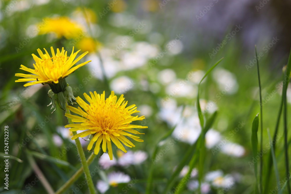 Obraz premium Beautiful bright yellow dandelions in green grass on sunny day, closeup. Space for text