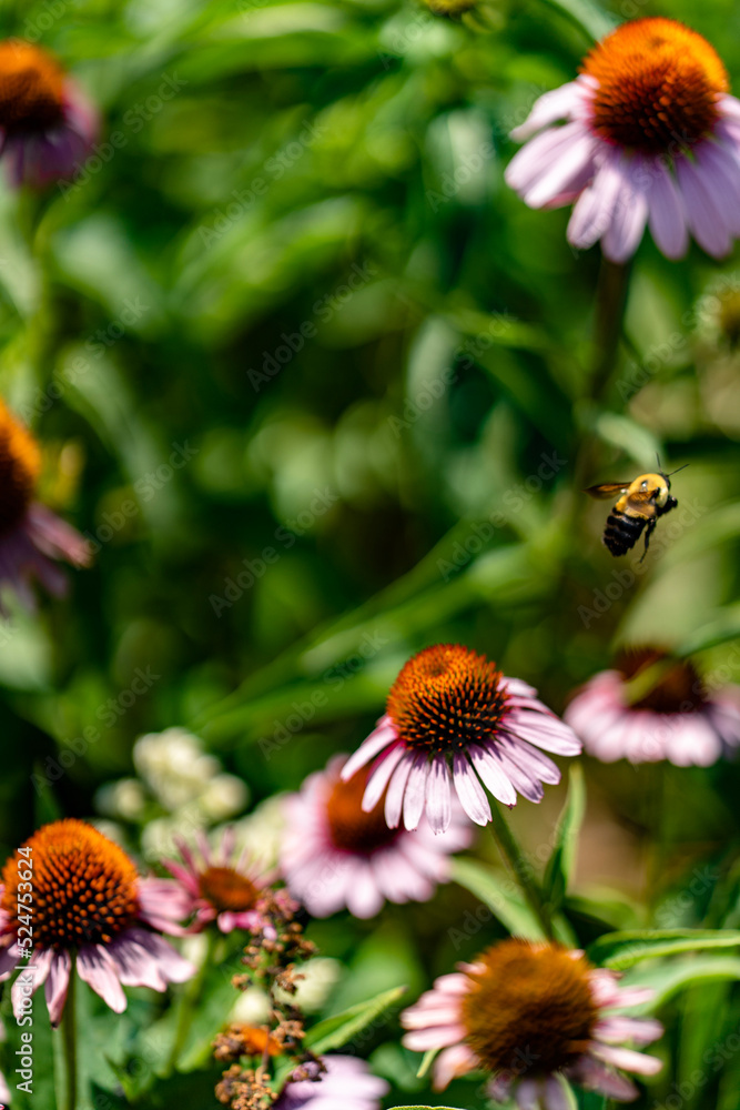 bee on a flower