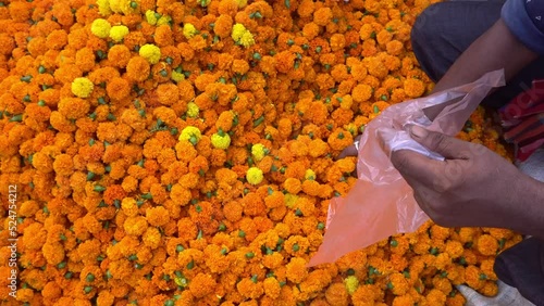 The collected marigold flowers are brought to the market for sale photo