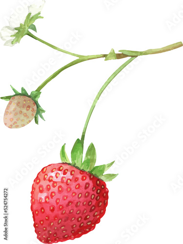 Strawberry watercolor hand paint