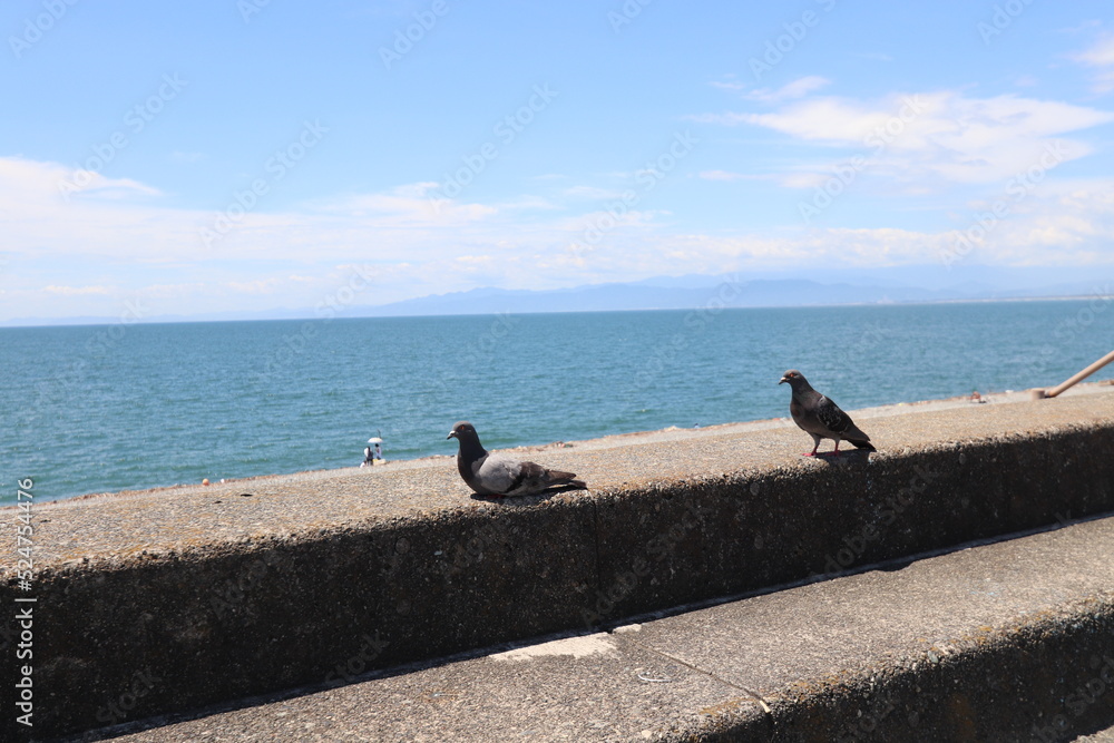 2匹の鳩と駿河湾