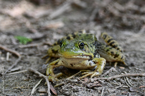 Close up of a Northern Leopard Frog sitting on the forest floor photo