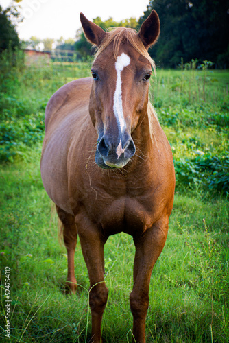 Brown Horse  © WadeH