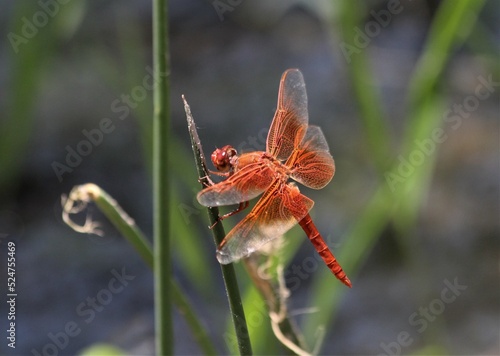 Closeup of perched male Flame Skimmer (Libellula saturata) dragonfly photo