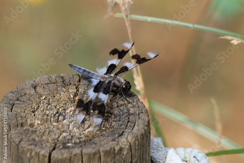 Male Eight-spotted Skimmer (Libellula forensis) dragonfly photo