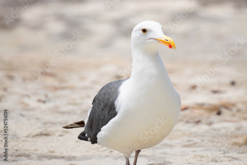 Seagull on the beach, close up