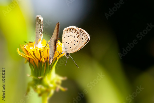 Wallpaper Mural Butterfly Families Enjoy Honey Flavor Torontodigital.ca