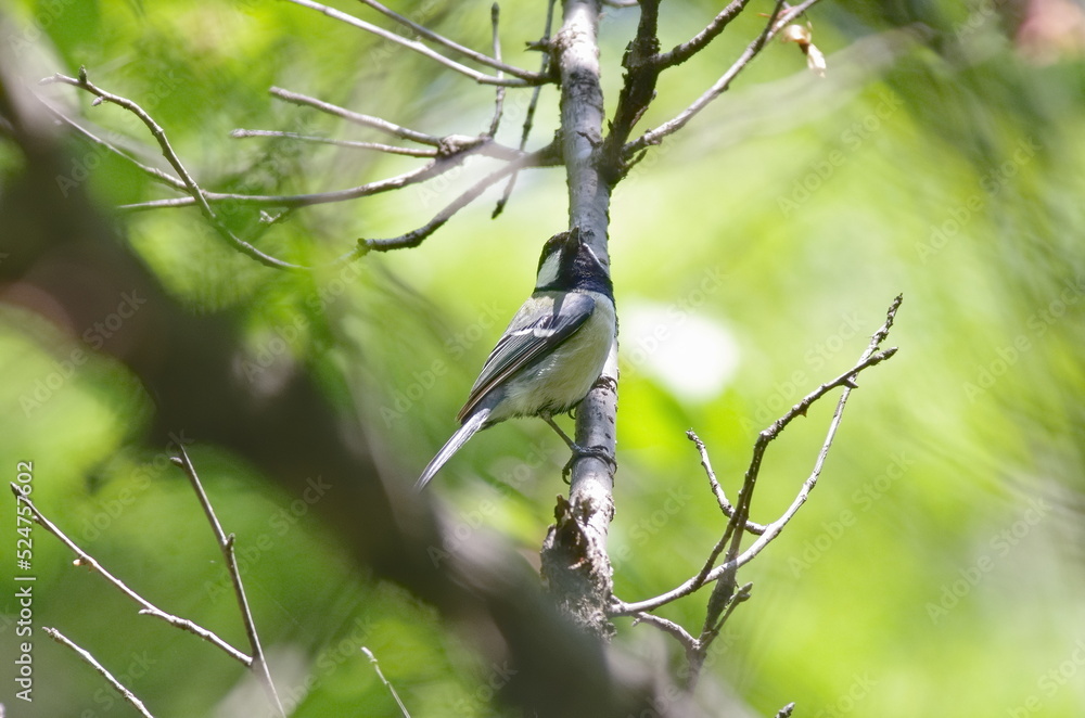 Parus major, geat tit (Shijuukara) perching on a tree branch Parus major, geat tit (Shijuukara) perching on a tree branch