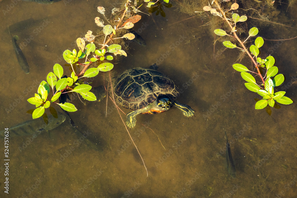 Yellow-bellied slider swimming in a pond at a butterfly garden in Pine Mountain Georgia. Yellow-bellied slider swimming in a pond at a butterfly garden in Pine Mountain Georgia.