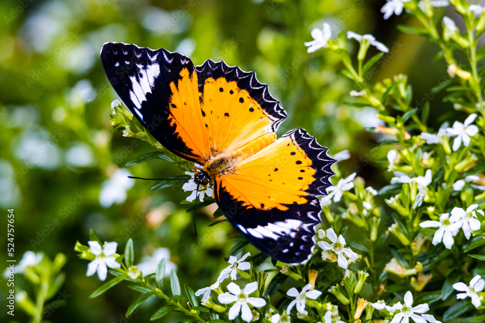 Obraz premium Leopard Lacewing Butterfly in a butterfly garden in Pine Mountain Georgia.