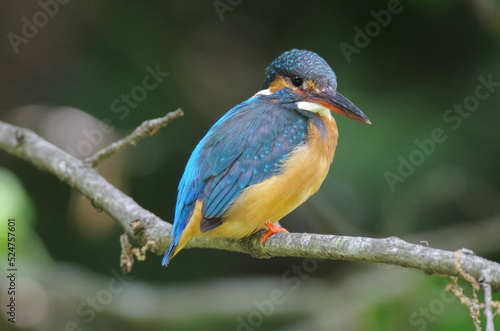 Kingfisher perching on a tree branch