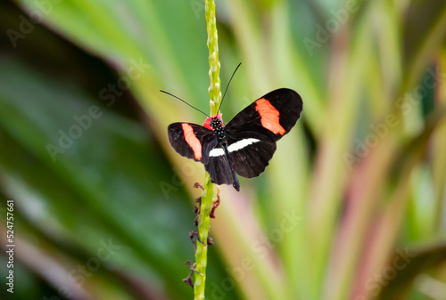 Red Postman Butterfly in a butterfly garden in Pine Mountain Georiga. photo