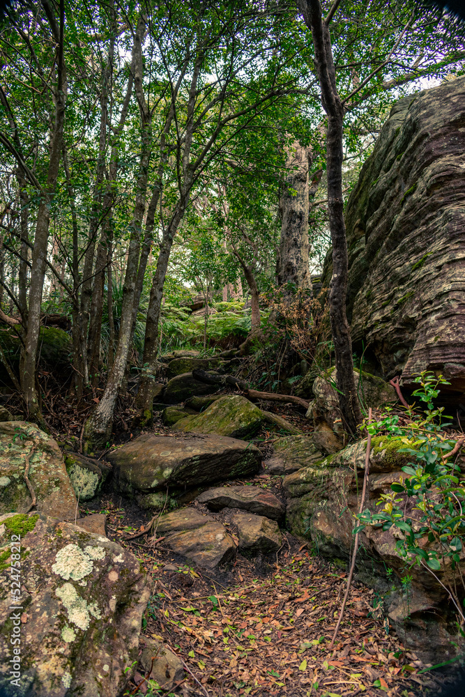 Exploring deep creek reserve in North Narrabeen Exploring deep creek reserve in North Narrabeen
