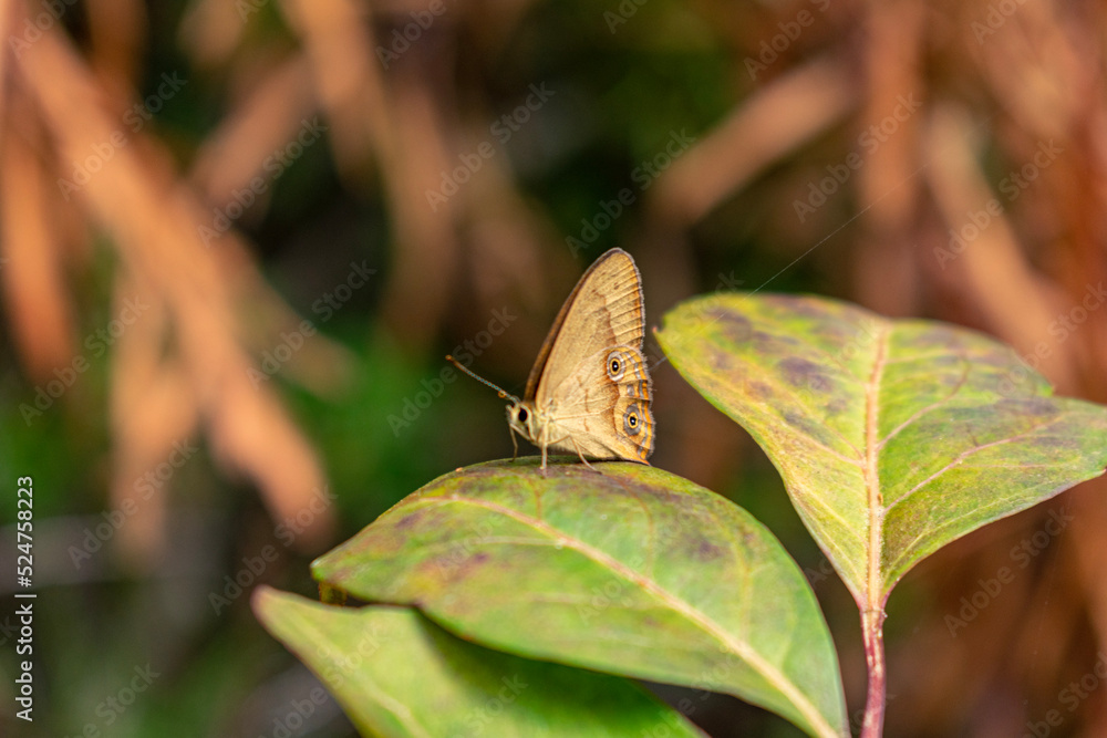 Obraz premium Exploring deep creek reserve in North Narrabeen
