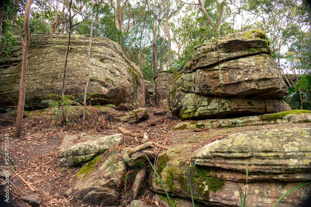 Fototapeta premium Exploring deep creek reserve in North Narrabeen