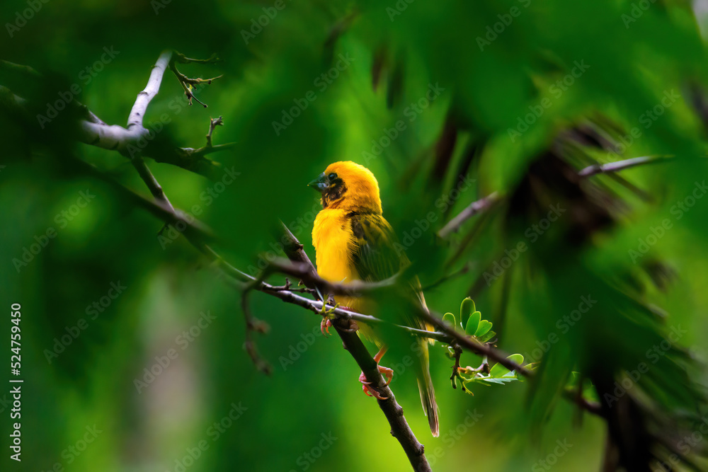 Fototapeta premium Asia golden weaver beautiful male golden bird on the branch in nature colorful environment forest garden green. For the concept of bird watching, birds in nature.