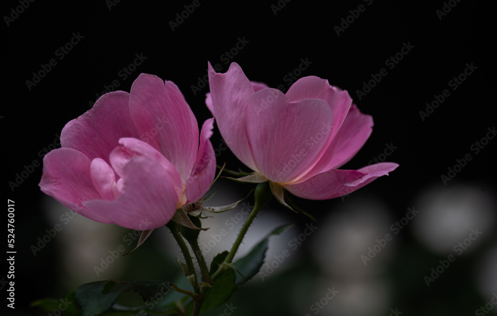 Fototapeta premium pink rose flower