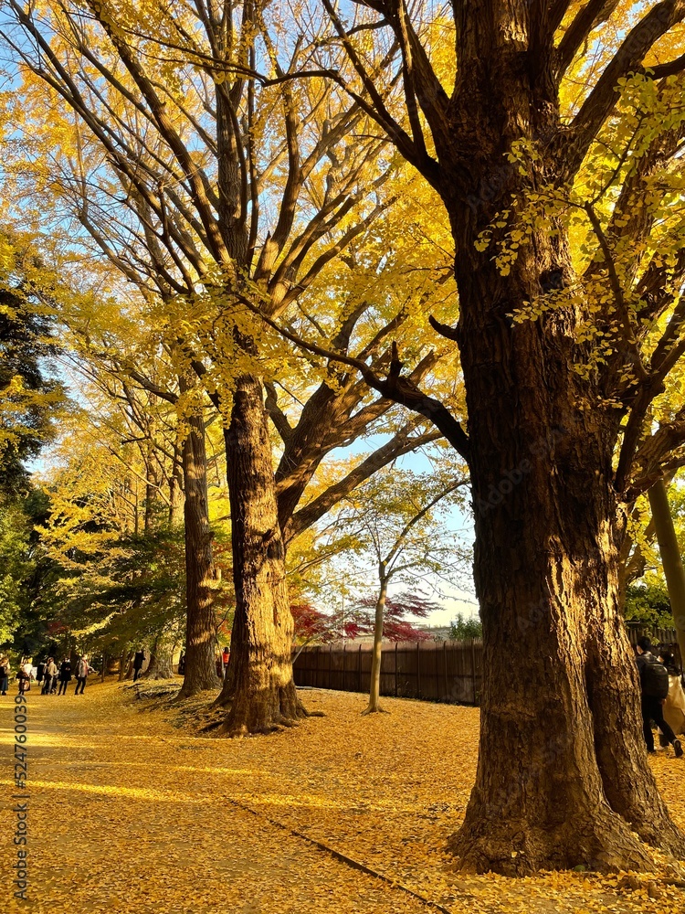 Naklejka premium autumn in the park