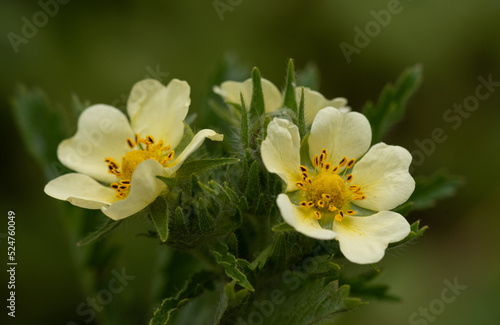 yellow flower in spring © Irene
