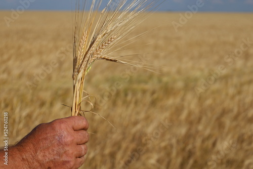 The agronomist's hands on the background of barley, grew a crop.