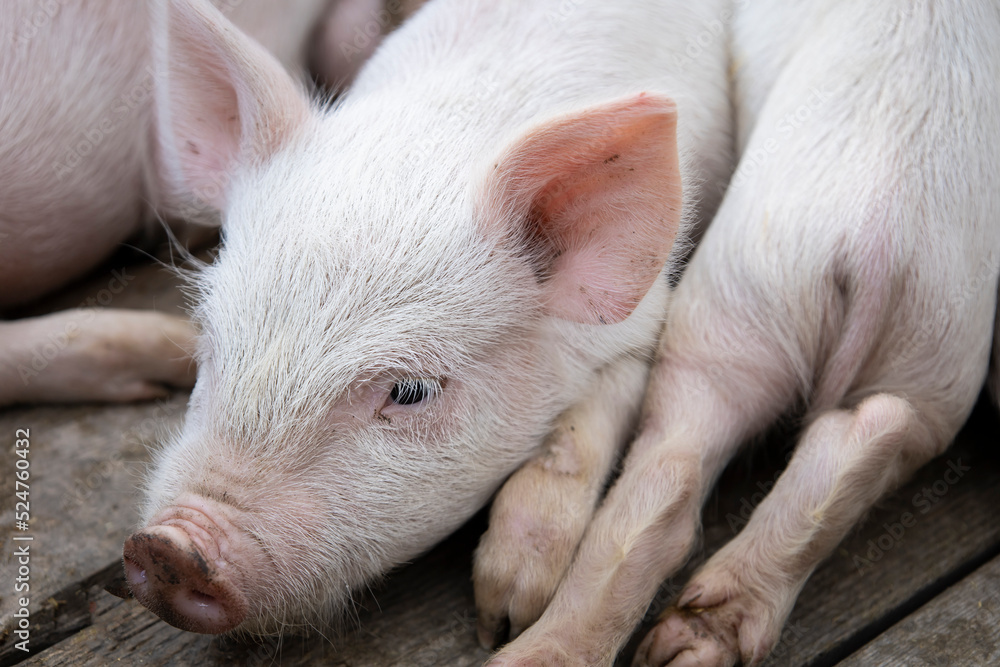 Small piglet sleep in the farm. Group of Mammal indoor waiting feed. swine in the stall. Close up eyes and blur. Small piglet sleep in the farm. Group of Mammal indoor waiting feed. swine in the stall. Close up eyes and blur.